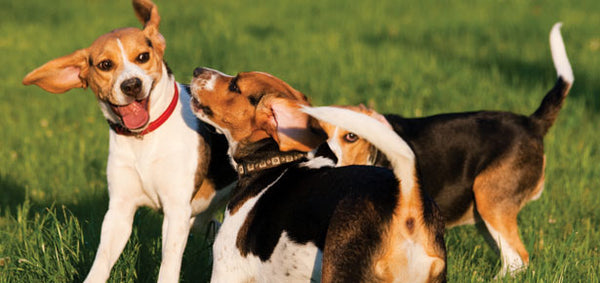 Is Your Dog Really Being Dominant?
