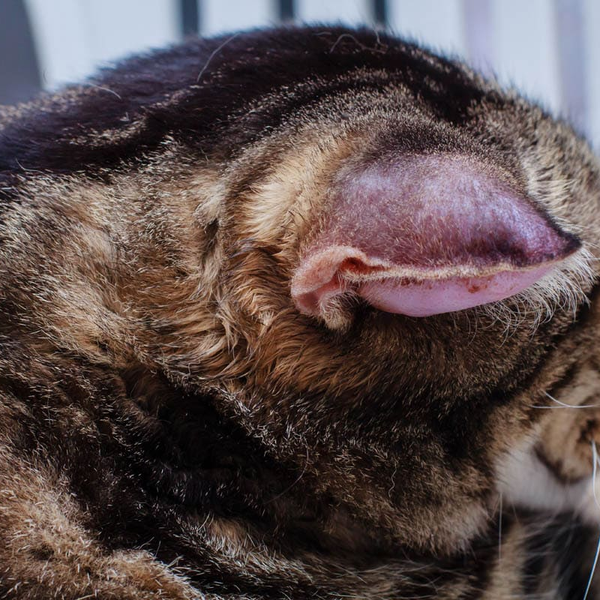 Aural Hematoma SingVet Animal Clinic