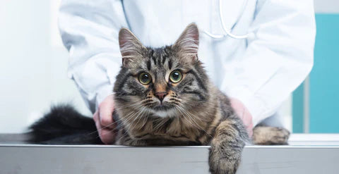 What happens when you bring your pet for sterilization?