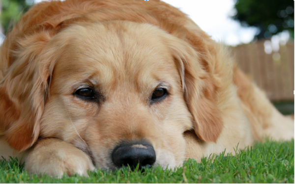 Understanding Pet Seizure: Causes, Symptoms, and What to Do