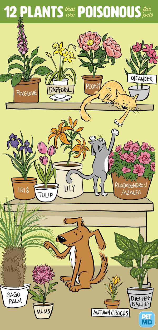 Toxic Plants For Cats